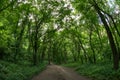 Trail through the forest in the Cheile Turzii, Romania Royalty Free Stock Photo