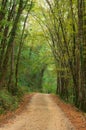 Trail through the forest Royalty Free Stock Photo