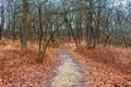 Trail in a Forest with Fallen Leaves during Winter at Suburban Willow Springs Illinois Royalty Free Stock Photo