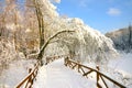 Trail in the forest fenced with a wooden fence, snow-covered tree branches,