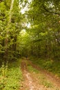 Trail forest Monpazier France