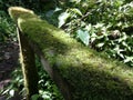 Railing with moss. Ecoturismo , ecotourism in Costa Rica