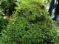 Railing with moss. Ecoturismo , ecotourism in Costa Rica