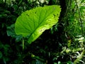 Tropical plant. Ecoturismo , ecotourism in Costa Rica