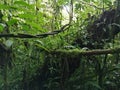 Tropical plant. Ecoturismo , ecotourism in Costa Rica