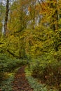 Trail through forest near Cultus Lake, BC with Autumn colour