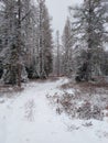 Trail in forest