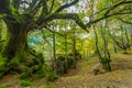 Trail in the forest in Otzarreta mountains park in autumn