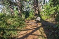 Trail through the forest of Point Lobos State Natural Reserve, Carmel-by-the-Sea, Monterey Peninsula, California Royalty Free Stock Photo