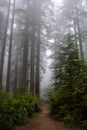 Trail in the forest, Redwood National Park, California USA Royalty Free Stock Photo