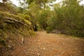 A rocky path in the forest that goes far ahead. Royalty Free Stock Photo