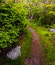 Trail through a forest in Shenandoah National Park Royalty Free Stock Photo