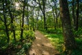 Trail through a forest, in Shenandoah National Park, Virginia. Royalty Free Stock Photo