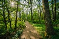 Trail through a forest, in Shenandoah National Park, Virginia. Royalty Free Stock Photo