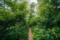 Trail through a forest, in Shenandoah National Park, Virginia. Royalty Free Stock Photo