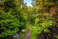 Trail through a forest in Shenandoah National Park, Virginia. Royalty Free Stock Photo