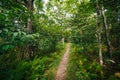 Trail through a forest, in Shenandoah National Park, Virginia. Royalty Free Stock Photo