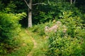 Trail in a forest, in Shenandoah National Park, Virginia. Royalty Free Stock Photo