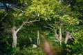 Trail in a forest in Shenandoah National Park, Virginia. Royalty Free Stock Photo