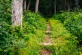 Trail in a forest, in Shenandoah National Park, Virginia. Royalty Free Stock Photo