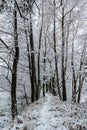 Trail in forest with snow.First fresh snow.Beautiful silence morning,tranquility,nobody.Snow covered trees.Magical winter