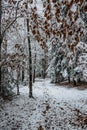 Trail in forest with snow and red autumnal leaves.First snow in December.Beautiful silence morning,tranquility,nobody.Snow covered