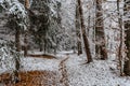 Trail in forest with snow and red autumnal leaves.First snow in December.Beautiful silence morning,tranquility,nobody.Snow covered