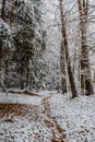 Trail in forest with snow and red autumnal leaves.First snow in December.Beautiful silence morning,tranquility,nobody.Snow covered