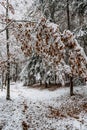 Trail in forest with snow and red autumnal leaves.First snow in December.Beautiful silence morning,tranquility,nobody.Snow covered