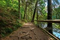 trail through forest in summertime