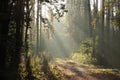 trail through the forest on a sunny autumn morning country road woods foggy rays of sun pass branches conifers and fall into Royalty Free Stock Photo