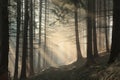 trail through the forest on a sunny autumn morning path through the woods on a foggy autumn morning the rays of the sun pass Royalty Free Stock Photo