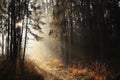 trail through the forest on a sunny autumn morning path through the woods on a foggy autumn morning the rays of the sun pass Royalty Free Stock Photo