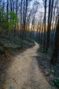 Trail in the forest at sunset Royalty Free Stock Photo