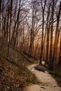 Trail in the forest at sunset Royalty Free Stock Photo