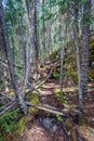 Trail through the forest at Sunwapta Falls, Jasper National Park, Alberta Royalty Free Stock Photo
