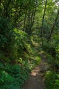 Trail in the Forest