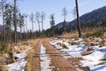 Trail in the forest during the winter