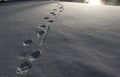 Wolf tracks in snow
