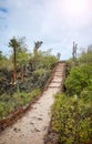 Trail by giant opuntias (Opuntia galapageia) on Santa Cruz Island, Galapagos National Park, Ecuador