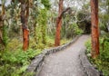 Trail by giant opuntias (Opuntia galapageia) on Santa Cruz Island, Galapagos National Park, Ecuador