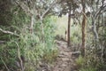 Trail by giant opuntias on Santa Cruz Island, color toning applied, Galapagos National Park, Ecuador