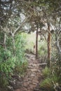 Trail by giant opuntias on Santa Cruz Island, color toning applied, Galapagos National Park, Ecuador