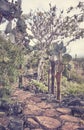 Trail by giant opuntias on Santa Cruz Island, color toning applied, Galapagos National Park, Ecuador