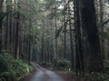 From the Trail Giant Redwood trees in California