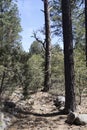 Trail, Gila National Forest