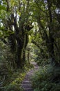 Trail in goblin forest in New Zealand Royalty Free Stock Photo