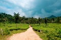 Trail going into lush organic green tea plantation during monsoon season in wayanad region of kerala, tea is major resource of Royalty Free Stock Photo