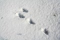 Trail of a gray hare