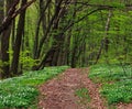 Trail in green blossoming forest in trees, background nature